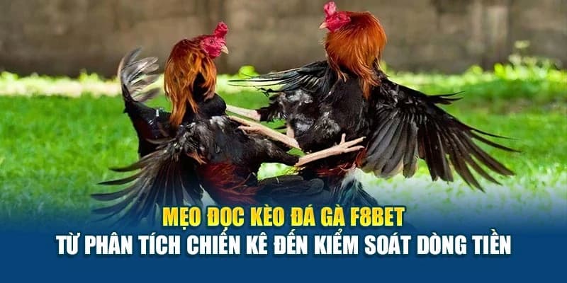 Những lưu ý khi tham gia đá gà F8BET
