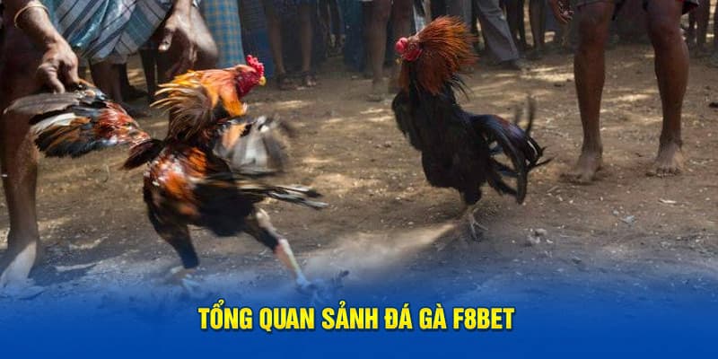Trải nghiệm đá gà F8BET và sức hút khó cưỡng